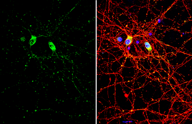 Anti-SMCR8 antibody used in Immunocytochemistry/ Immunofluorescence (ICC/IF). GTX134771