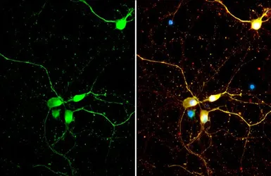 Anti-SMCR8 antibody used in Immunocytochemistry/ Immunofluorescence (ICC/IF). GTX134771