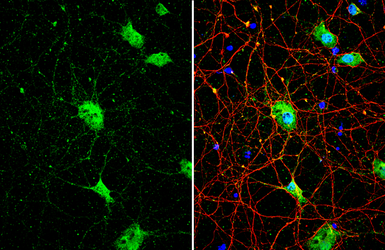 Anti-SMCR8 antibody used in Immunocytochemistry/ Immunofluorescence (ICC/IF). GTX134785