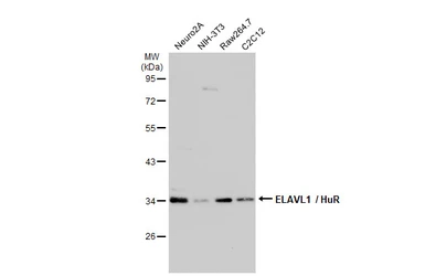 Anti-ELAVL1 / HuR antibody used in Western Blot (WB). GTX134821