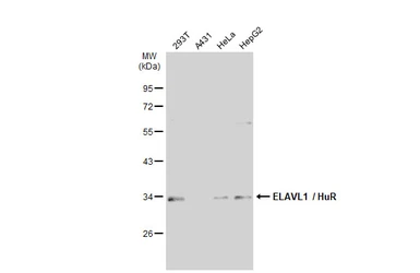 Anti-ELAVL1 / HuR antibody used in Western Blot (WB). GTX134821