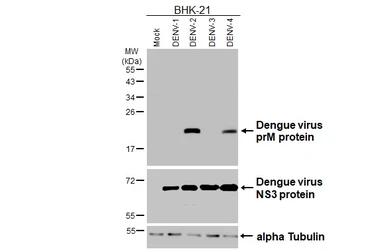 Anti-Dengue virus prM protein antibody used in Western Blot (WB). GTX134828
