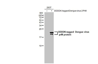 Anti-Dengue virus prM protein antibody used in Western Blot (WB). GTX134828