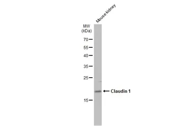 Anti-Claudin 1 antibody used in Western Blot (WB). GTX134842