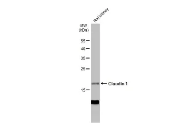 Anti-Claudin 1 antibody used in Western Blot (WB). GTX134842
