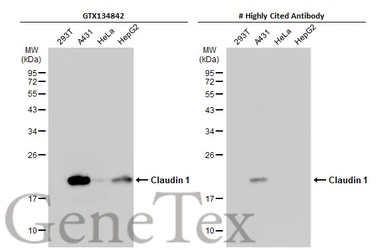 Anti-Claudin 1 antibody used in Western Blot (WB). GTX134842