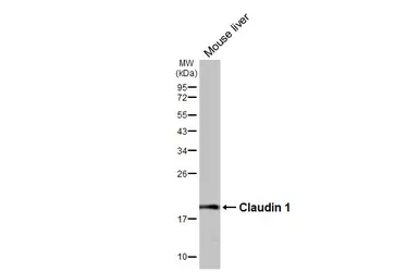 Anti-Claudin 1 antibody used in Western Blot (WB). GTX134842