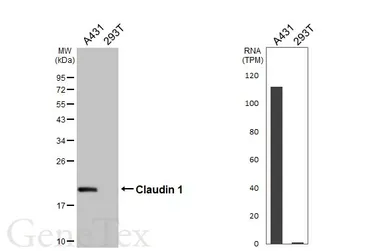 Anti-Claudin 1 antibody used in Western Blot (WB). GTX134842
