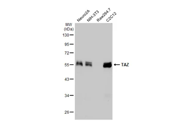 Anti-TAZ antibody used in Western Blot (WB). GTX134857