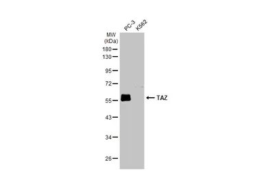 Anti-TAZ antibody used in Western Blot (WB). GTX134857
