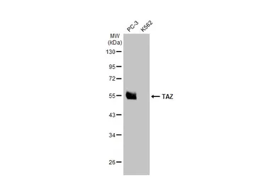 Anti-TAZ antibody used in Western Blot (WB). GTX134857