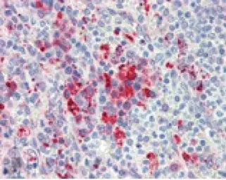 Anti-Hsp90 antibody [AC88] used in IHC (Paraffin sections) (IHC-P). GTX13492