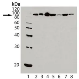 Anti-Hsp90 antibody [AC88] used in Western Blot (WB). GTX13492
