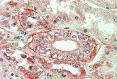 Anti-Flotillin 1 antibody, C-term used in IHC (Paraffin sections) (IHC-P). GTX13493