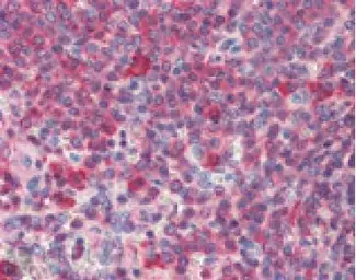 Anti-Hsp90 antibody [16F1] used in IHC (Paraffin sections) (IHC-P). GTX13494
