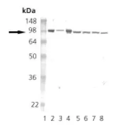Anti-Hsp90 antibody [16F1] used in Western Blot (WB). GTX13494