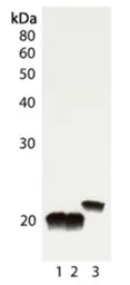 Anti-SOD1 antibody used in Western Blot (WB). GTX13498