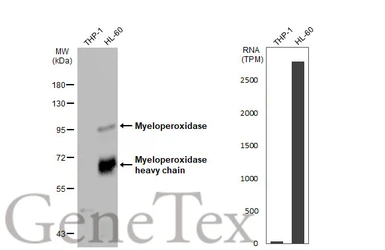 Anti-Myeloperoxidase antibody used in Western Blot (WB). GTX135126