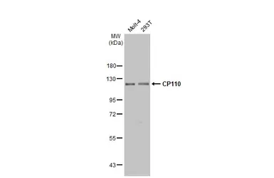 Anti-CP110 antibody used in Western Blot (WB). GTX135150