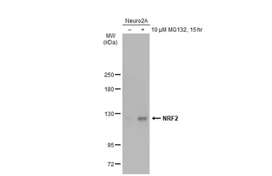 Anti-NRF2 antibody used in Western Blot (WB). GTX135165
