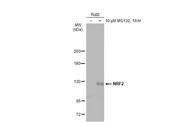 Anti-NRF2 antibody used in Western Blot (WB). GTX135165