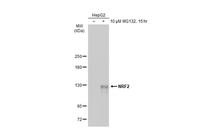 Anti-NRF2 antibody used in Western Blot (WB). GTX135165