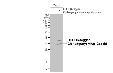 Anti-Chikungunya virus Capsid antibody used in Western Blot (WB). GTX135183