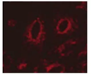 Anti-LAMP1 antibody [Ly1C6] used in Immunocytochemistry/ Immunofluorescence (ICC/IF). GTX13523