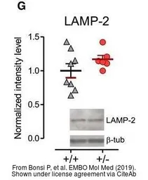 Anti-LAMP2 antibody [GL2A7] used in Western Blot (WB). GTX13524