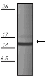 Anti-Cpn10 antibody [M1.2] used in Western Blot (WB). GTX13527
