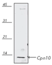 Anti-Cpn10 antibody used in Western Blot (WB). GTX13528
