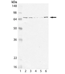Anti-Grp75 antibody [30A5] used in Western Blot (WB). GTX13529