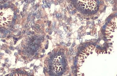 Anti-CD9 antibody used in IHC (Paraffin sections) (IHC-P). GTX135296
