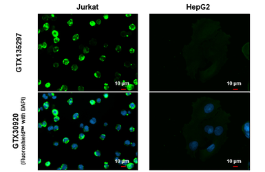 Anti-CD81 antibody used in Immunocytochemistry/ Immunofluorescence (ICC/IF). GTX135297