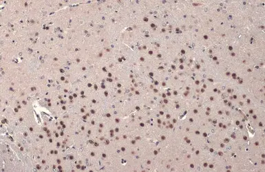 Anti-FOXP2 antibody used in IHC (Paraffin sections) (IHC-P). GTX135298