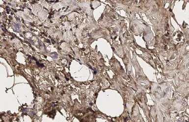 Anti-Fibrinogen antibody used in IHC (Paraffin sections) (IHC-P). GTX135332
