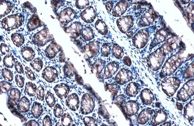 Anti-Anterior Gradient 2 antibody used in IHC (Paraffin sections) (IHC-P). GTX135343