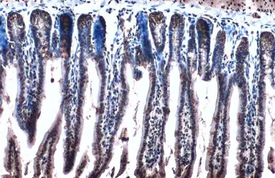Anti-Anterior Gradient 2 antibody used in IHC (Paraffin sections) (IHC-P). GTX135343