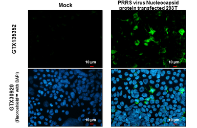 Anti-PRRS virus Nucleocapsid protein antibody used in Immunocytochemistry/ Immunofluorescence (ICC/IF). GTX135352