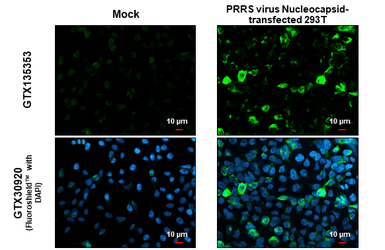 Anti-PRRS virus Nucleocapsid protein antibody used in Immunocytochemistry/ Immunofluorescence (ICC/IF). GTX135353