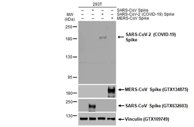 Anti-SARS-CoV-2 (COVID-19) Spike S2 / S2' antibody used in Western Blot (WB). GTX135386