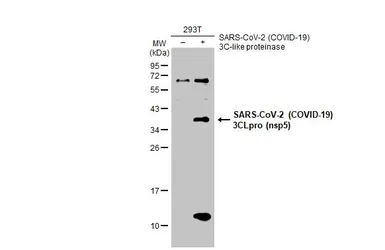 Anti-SARS-CoV-2 (COVID-19) 3CLpro (nsp5) antibody used in Western Blot (WB). GTX135470