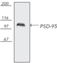 Anti-PSD95 antibody [7E3-1B8] used in Western Blot (WB). GTX13552