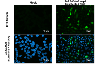 Anti-SARS-CoV-2 (COVID-19) nsp1 antibody used in Immunocytochemistry/ Immunofluorescence (ICC/IF). GTX135586