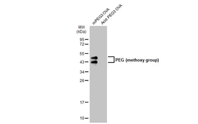 Anti-PEG (methoxy group) antibody used in Western Blot (WB). GTX135593