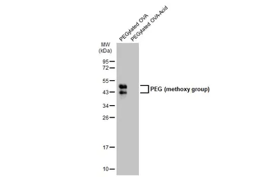 Anti-PEG (methoxy group) antibody used in Western Blot (WB). GTX135593