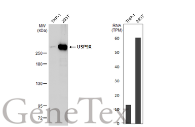 Anti-USP9X antibody used in Western Blot (WB). GTX135634