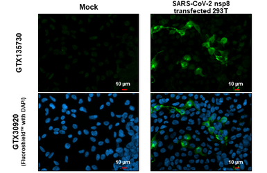 Anti-SARS-CoV-2 (COVID-19) nsp8 antibody used in Immunocytochemistry/ Immunofluorescence (ICC/IF). GTX135730