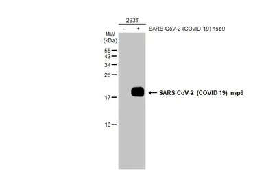 Anti-SARS-CoV-2 (COVID-19) nsp9 antibody used in Western Blot (WB). GTX135731