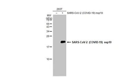 Anti-SARS-CoV-2 (COVID-19) nsp10 antibody used in Western Blot (WB). GTX135734
